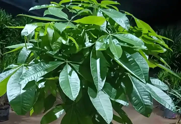 發財樹總黃葉?避開4個「坑」,新芽猛躥根系壯,葉子油綠髮亮!