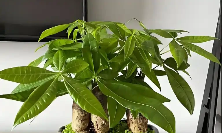 發財樹總黃葉?避開4個「坑」,新芽猛躥根系壯,葉子油綠髮亮!