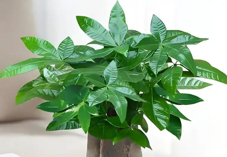 發財樹總黃葉?避開4個「坑」,新芽猛躥根系壯,葉子油綠髮亮!