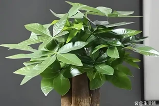 發財樹總黃葉？避開4個「坑」，新芽猛躥根系壯，葉子油綠髮亮！