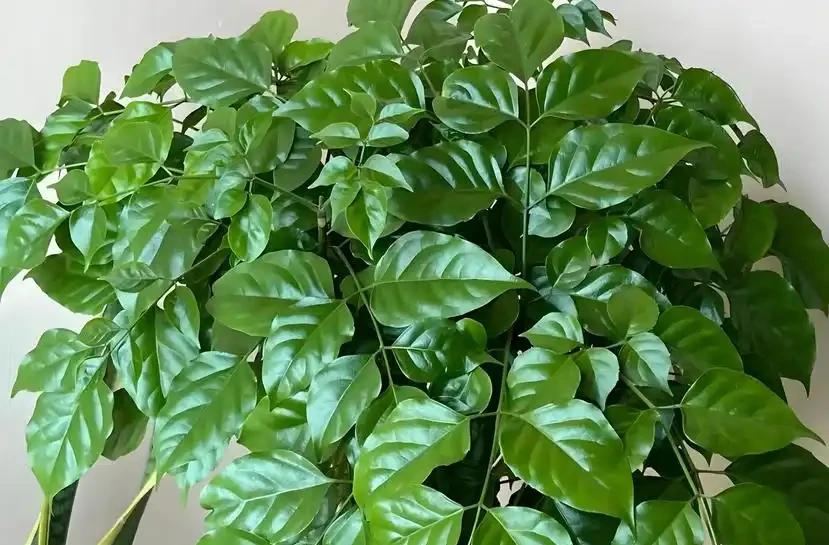 養幸福樹,掌握5個技巧,不黃葉不腐根,四季綠油油!