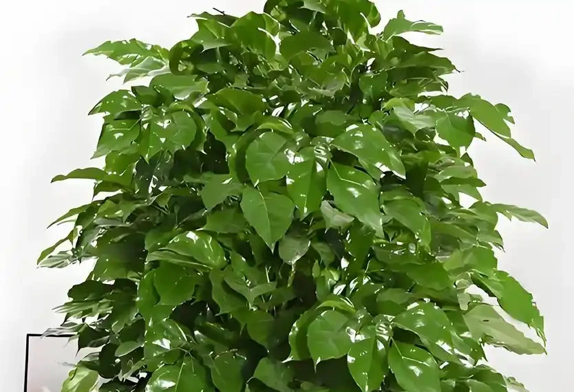 養幸福樹,掌握5個技巧,不黃葉不腐根,四季綠油油!