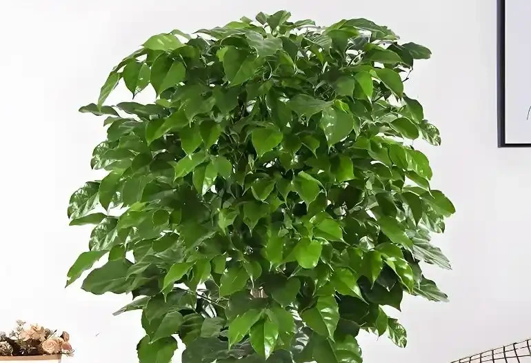 養幸福樹,掌握5個技巧,不黃葉不腐根,四季綠油油!