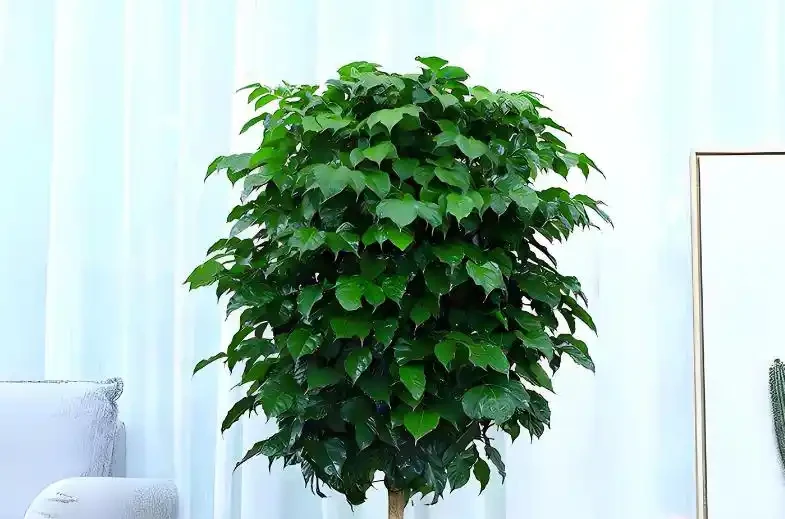 養幸福樹,掌握5個技巧,不黃葉不腐根,四季綠油油!