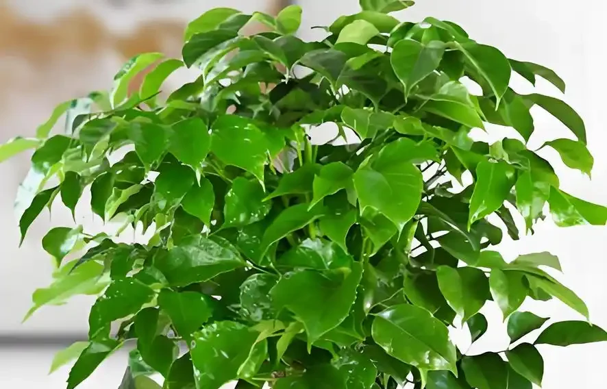 養幸福樹,掌握5個技巧,不黃葉不腐根,四季綠油油!