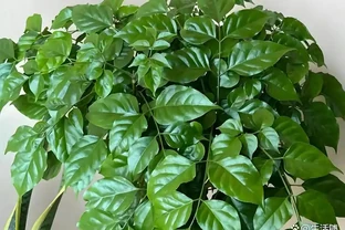 養幸福樹，掌握5個技巧，不黃葉不腐根，四季綠油油！