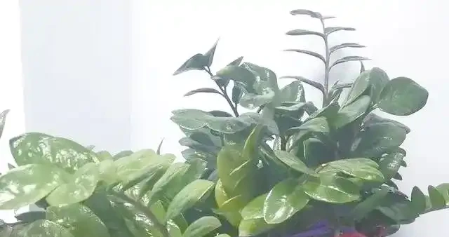 掌握雪鐵芋修剪技巧，讓其健康常青不敗