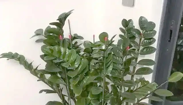 掌握雪鐵芋修剪技巧，讓其健康常青不敗