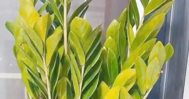 掌握雪鐵芋修剪技巧，讓其健康常青不敗