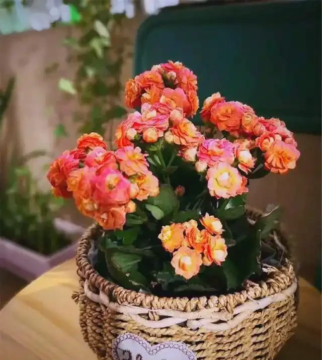 臥室植物推薦：提高睡眠質量的九大植物選擇
