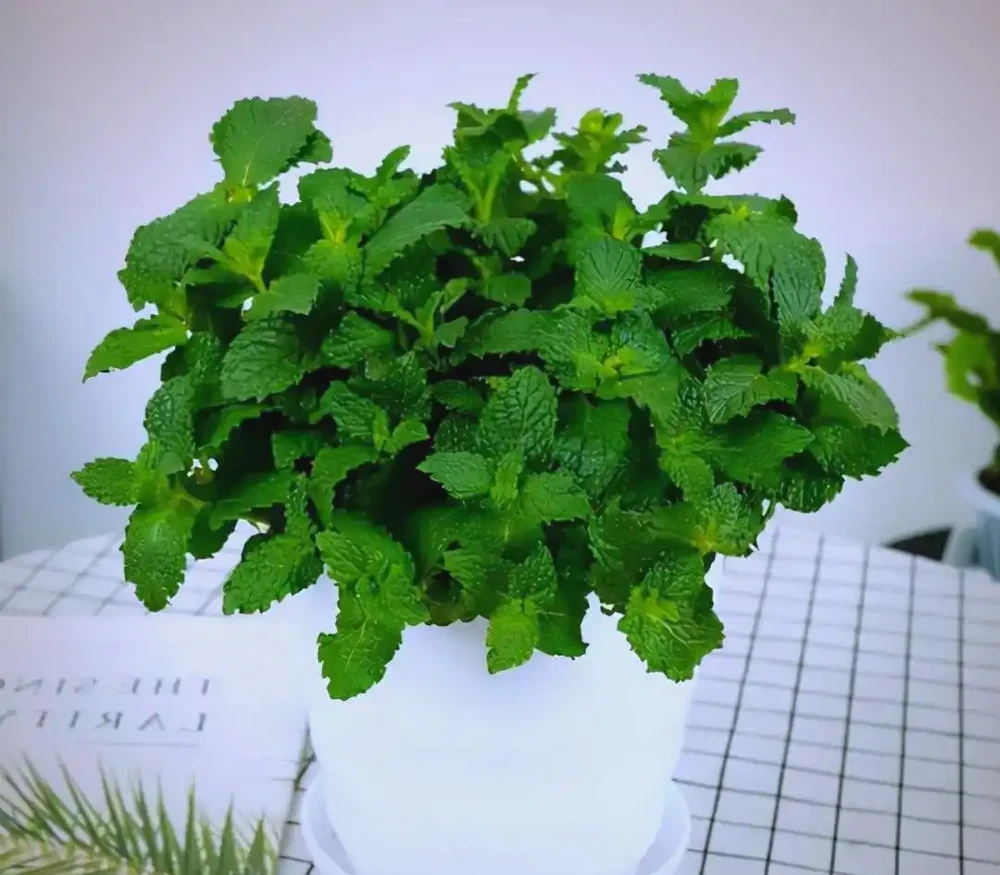 臥室植物推薦：提高睡眠質量的九大植物選擇