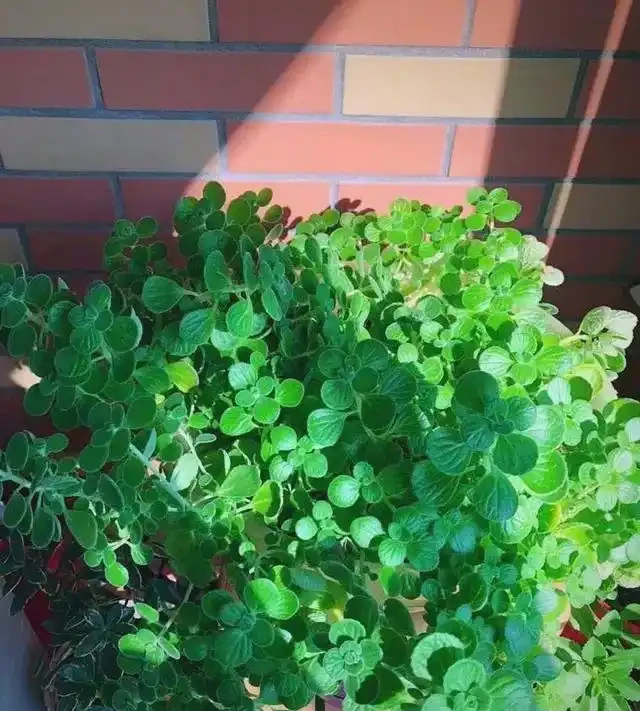 臥室植物推薦：提高睡眠質量的九大植物選擇