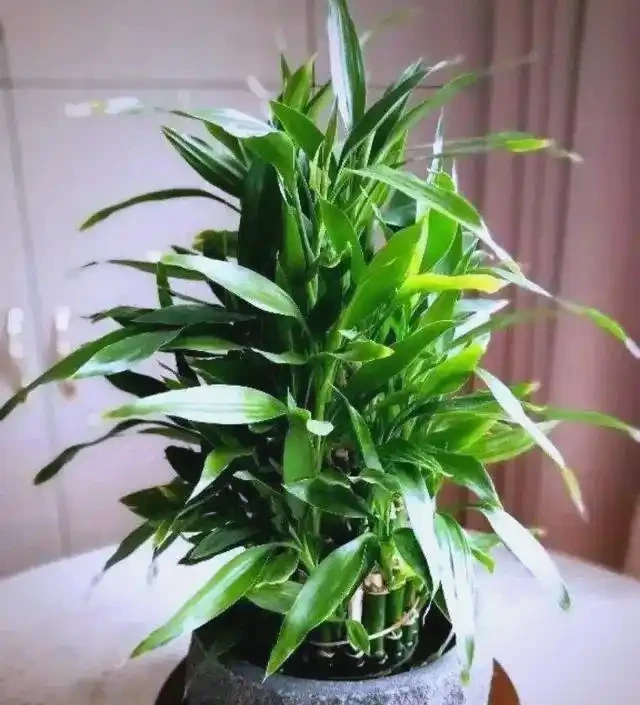 臥室植物推薦：提高睡眠質量的九大植物選擇