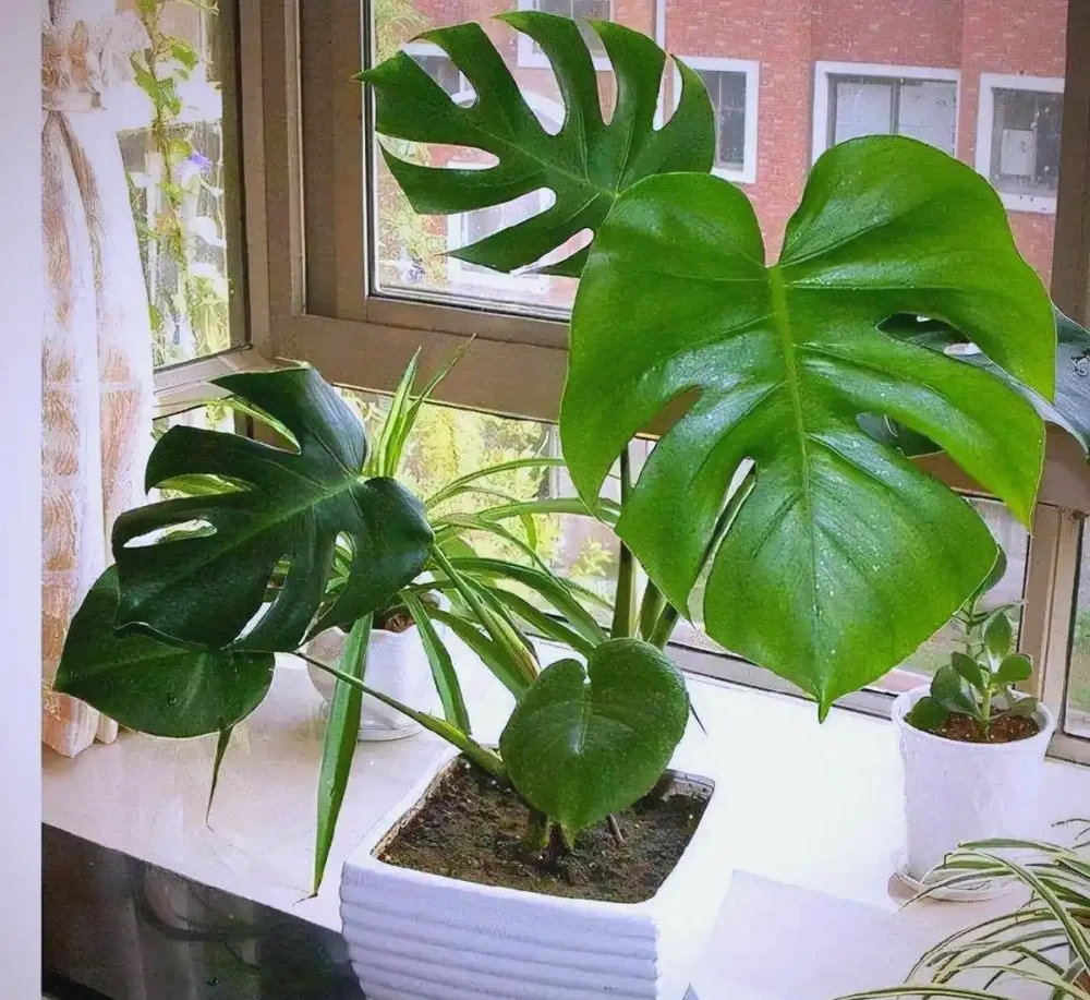 臥室植物推薦：提高睡眠質量的九大植物選擇