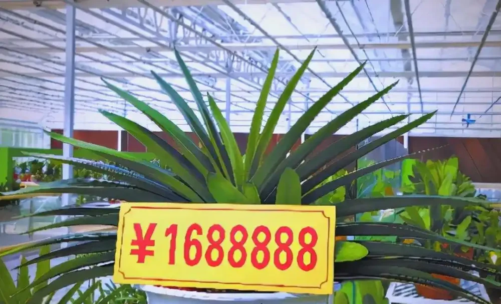 臥室植物推薦：提高睡眠質量的九大植物選擇