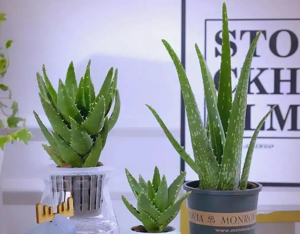 臥室植物推薦：提高睡眠質量的九大植物選擇