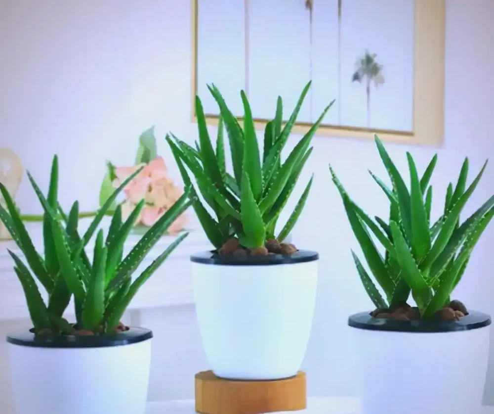 臥室植物推薦：提高睡眠質量的九大植物選擇