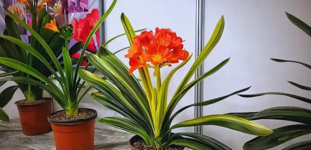 臥室植物推薦：提高睡眠質量的九大植物選擇