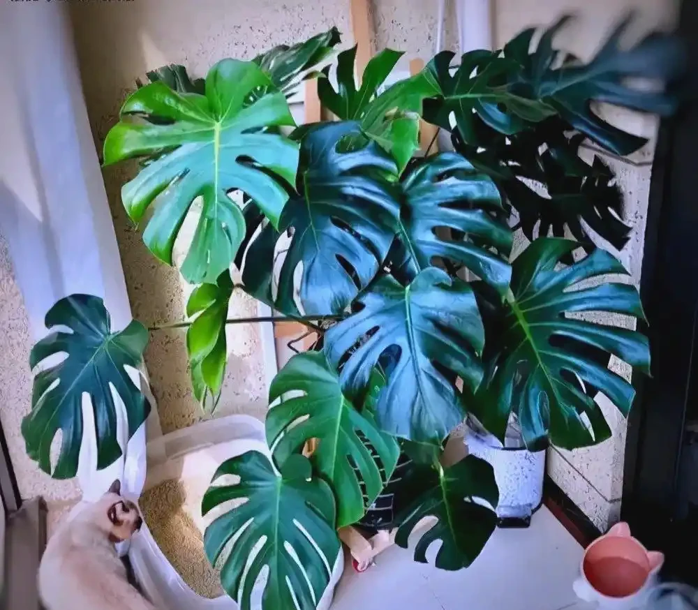 臥室植物推薦：提高睡眠質量的九大植物選擇