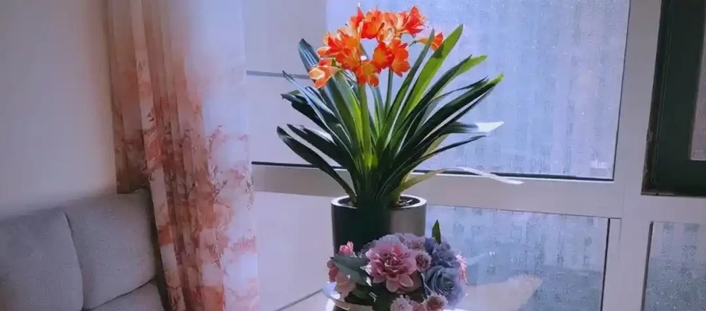 臥室植物推薦：提高睡眠質量的九大植物選擇