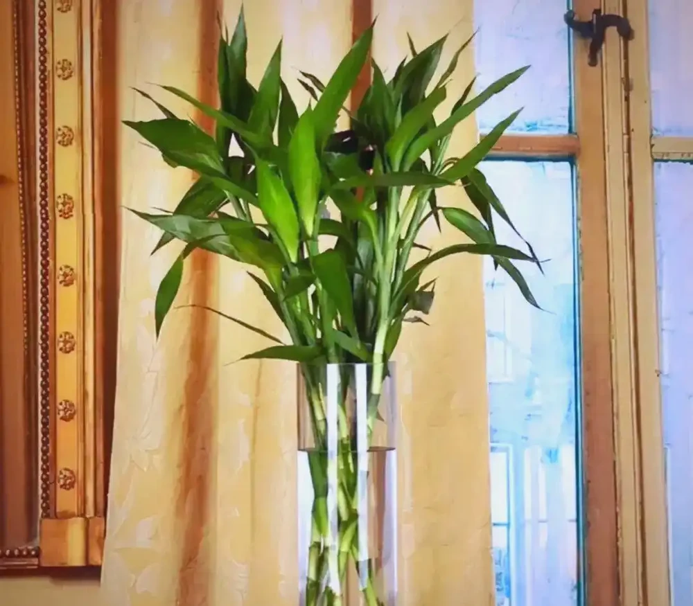 臥室植物推薦：提高睡眠質量的九大植物選擇