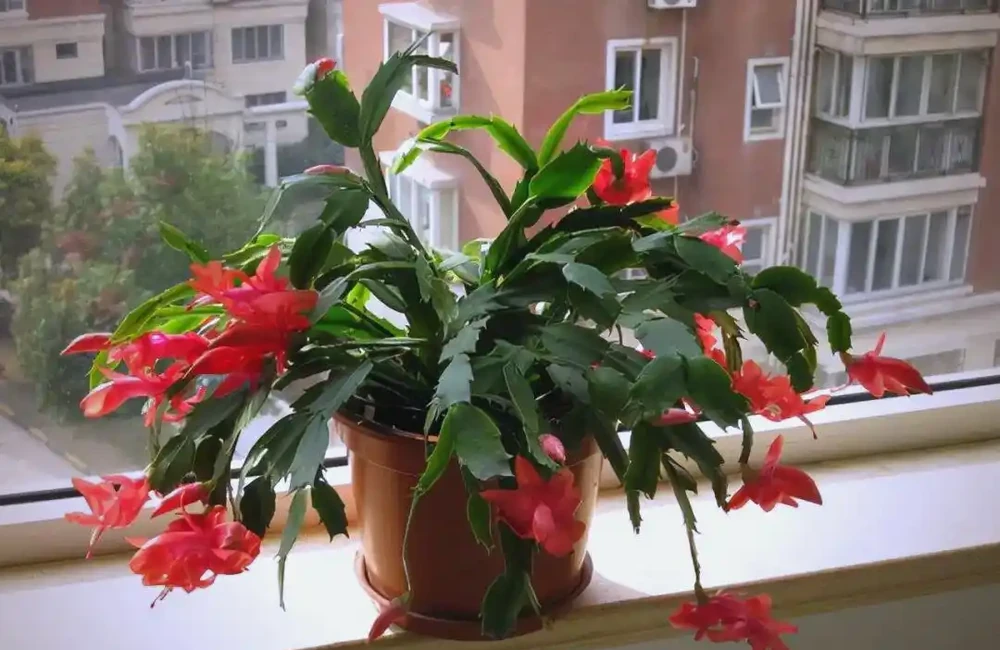 臥室植物推薦：提高睡眠質量的九大植物選擇