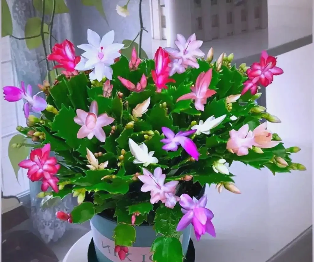 臥室植物推薦：提高睡眠質量的九大植物選擇