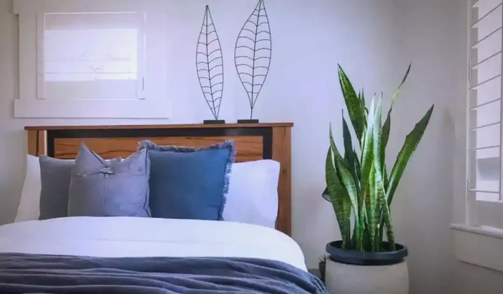 臥室植物推薦：提高睡眠質量的九大植物選擇