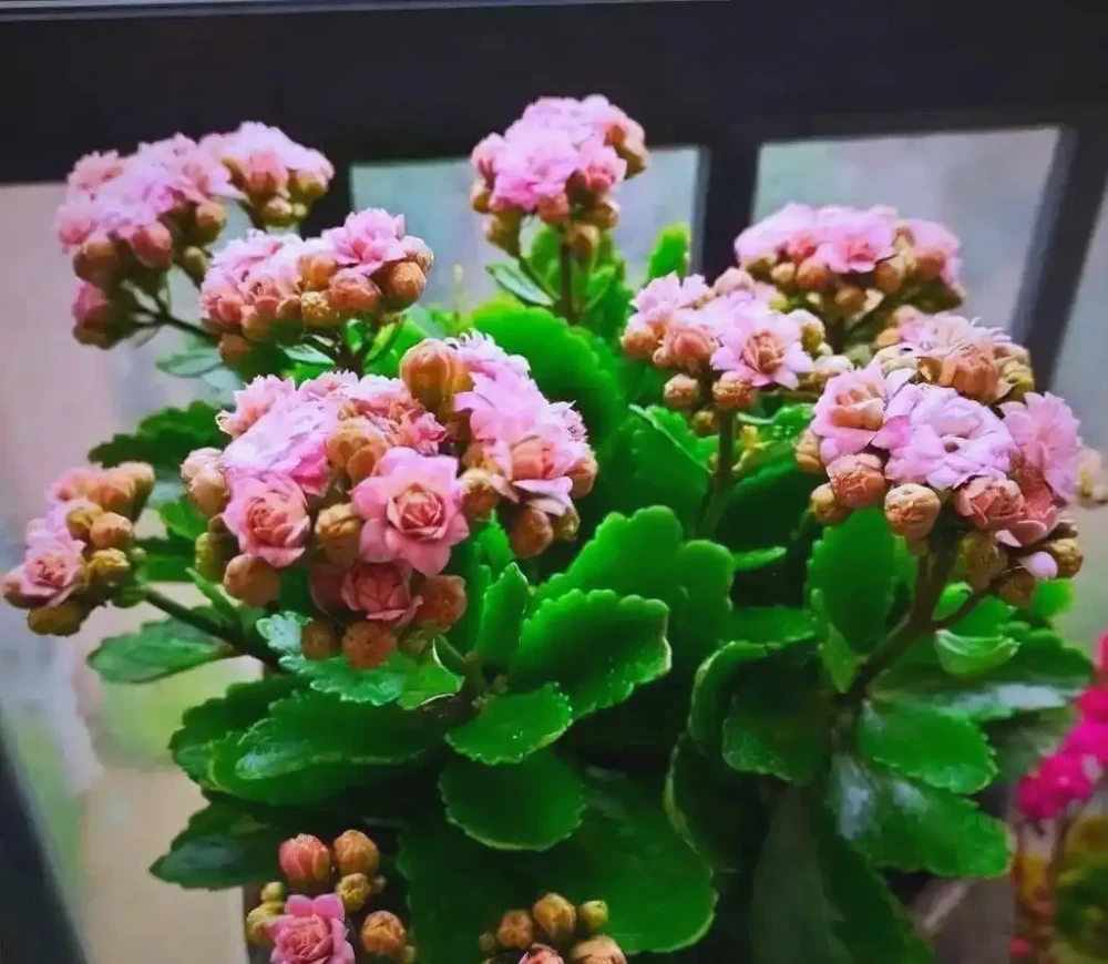 臥室植物推薦：提高睡眠質量的九大植物選擇
