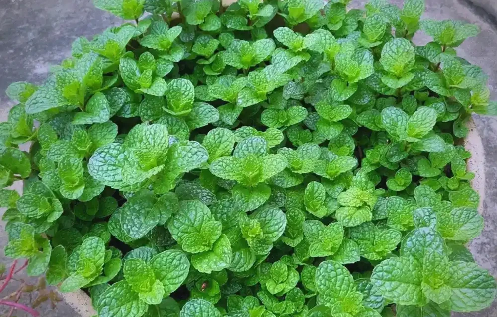 臥室植物推薦：提高睡眠質量的九大植物選擇