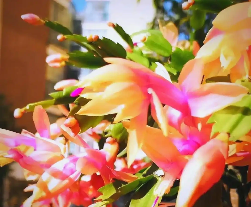 臥室植物推薦：提高睡眠質量的九大植物選擇