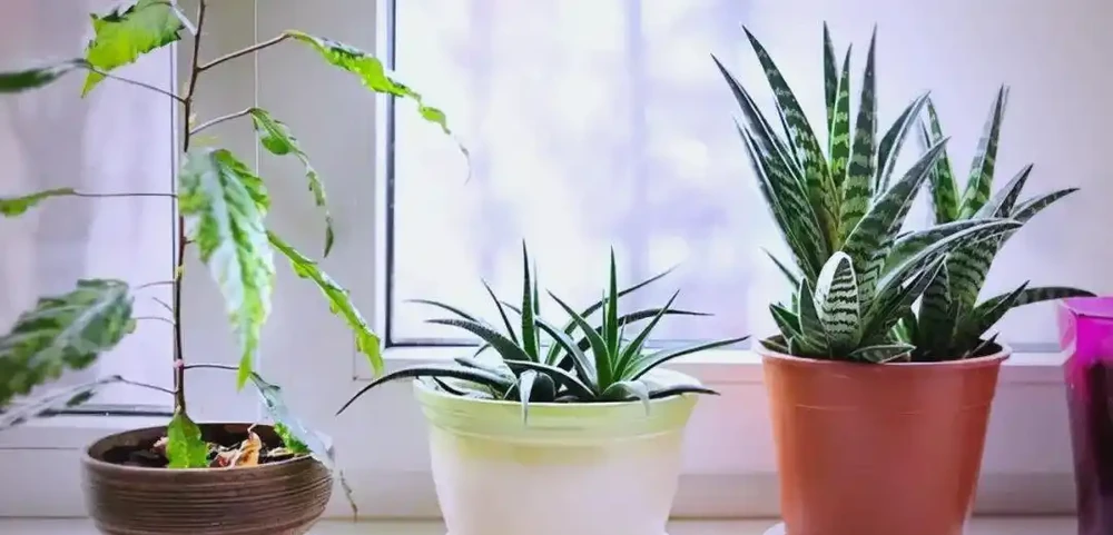臥室植物推薦：提高睡眠質量的九大植物選擇