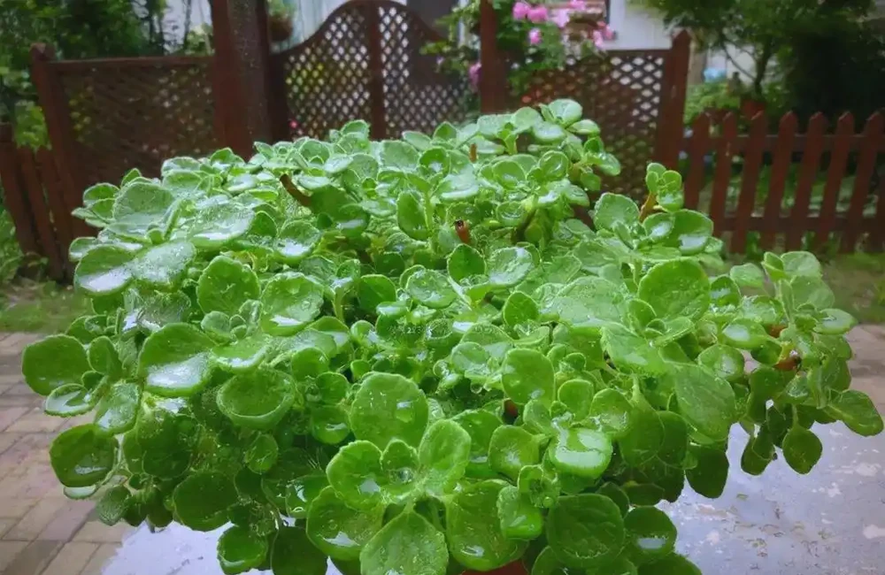 臥室植物推薦：提高睡眠質量的九大植物選擇