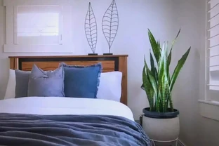 臥室植物推薦：提高睡眠質量的九大植物選擇