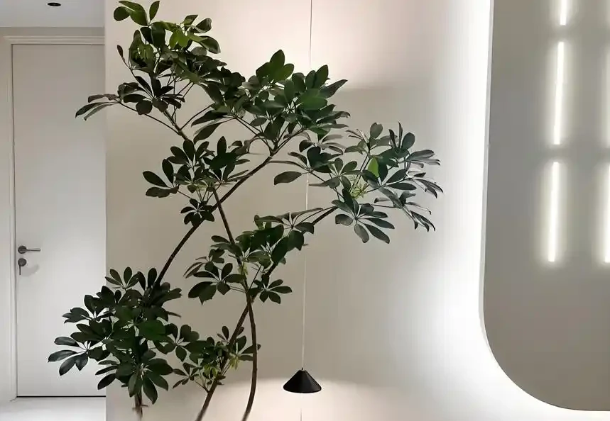 鴨腳木越長越亂?3個階段精準修剪,新芽新葉瘋狂冒!
