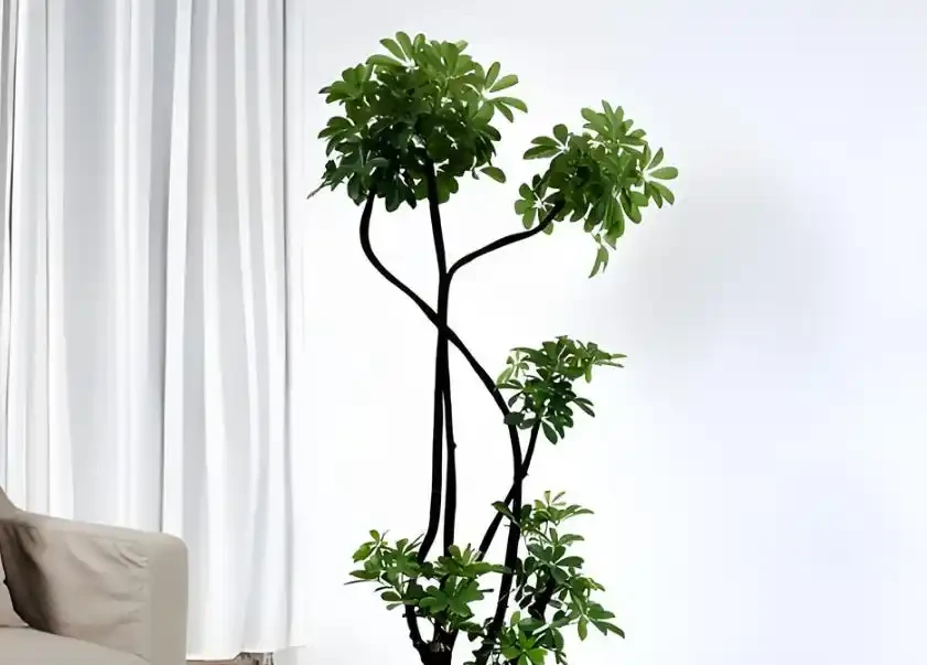 鴨腳木越長越亂?3個階段精準修剪,新芽新葉瘋狂冒!