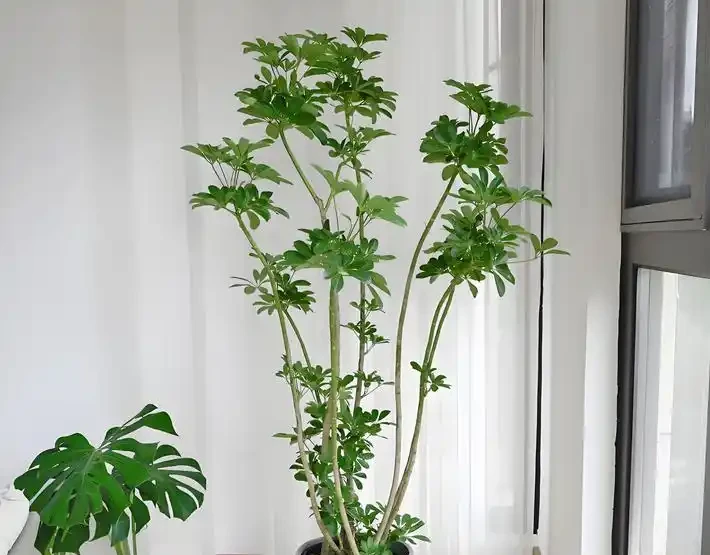 鴨腳木越長越亂?3個階段精準修剪,新芽新葉瘋狂冒!