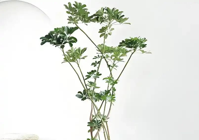 鴨腳木越長越亂?3個階段精準修剪,新芽新葉瘋狂冒!