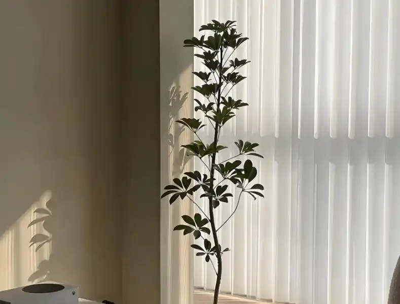 鴨腳木越長越亂?3個階段精準修剪,新芽新葉瘋狂冒!