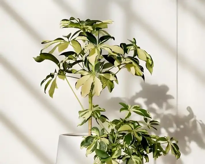 鴨腳木越長越亂?3個階段精準修剪,新芽新葉瘋狂冒!