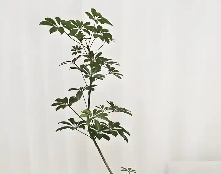 鴨腳木越長越亂?3個階段精準修剪,新芽新葉瘋狂冒!