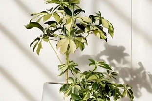 鴨腳木越長越亂？3個階段精準修剪，新芽新葉瘋狂冒！