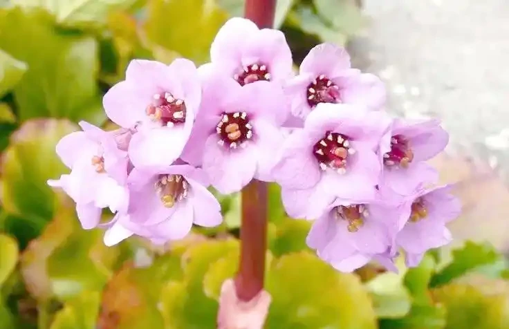 八種四季常開的花卉養護指南