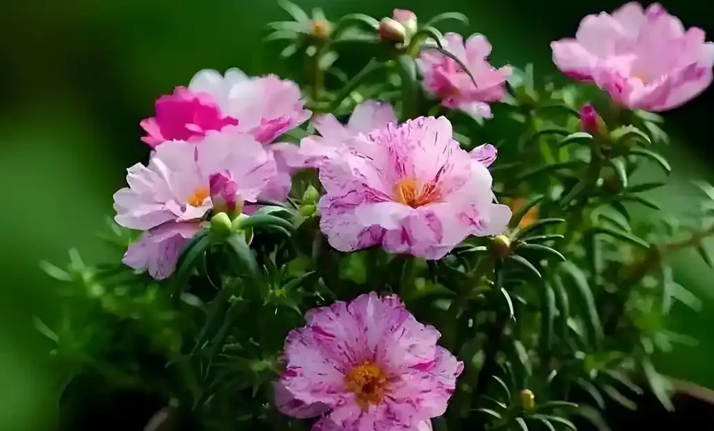 曾是路邊不起眼野花,現逆襲成養花界 「團寵」!