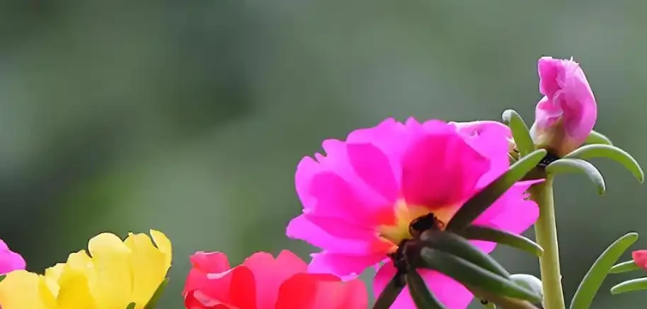 曾是路邊不起眼野花,現逆襲成養花界 「團寵」!