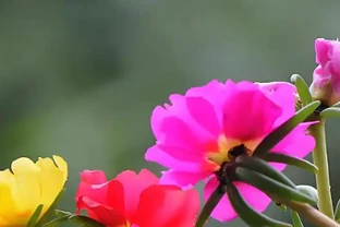 曾是路邊不起眼野花，現逆襲成養花界 「團寵」！