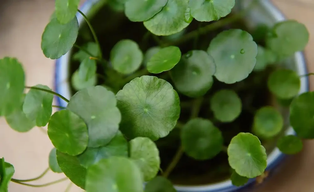 銅錢草