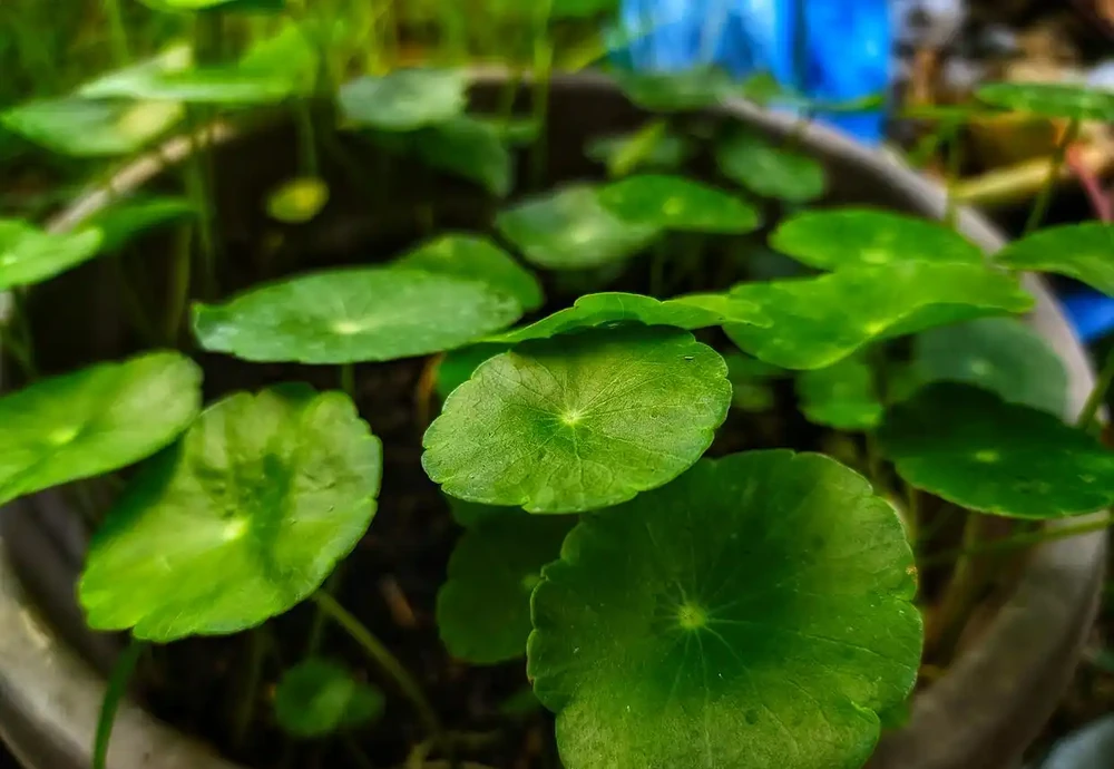 銅錢草