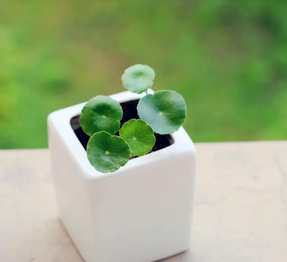 銅錢草
