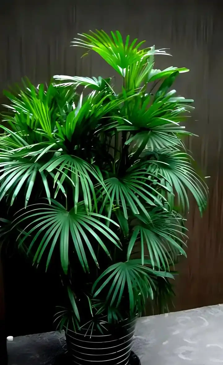 人養花，花旺人！6種「喜陰花」，最適合養客廳，花漂亮，人健康